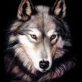 Portrait de Fenrir