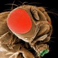 Portrait de Drosophila melanogaster