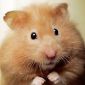 Portrait de Jack Le Hamster