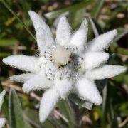 Portrait de Edelweiss